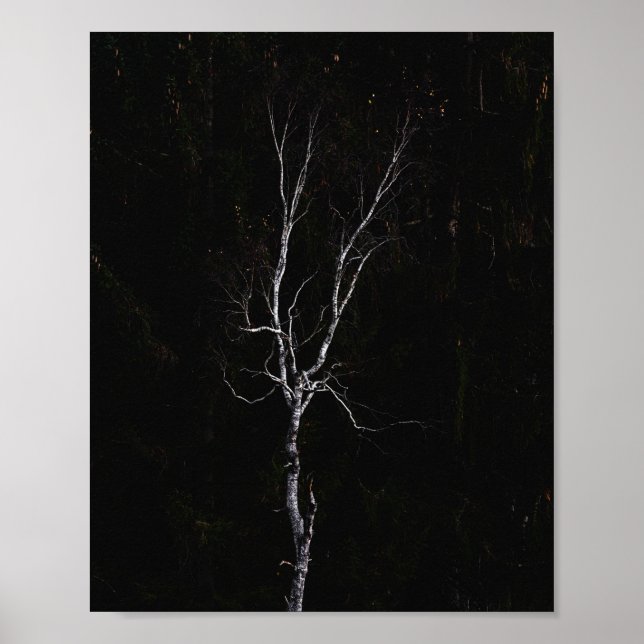 Lonely white tree poster (Front)