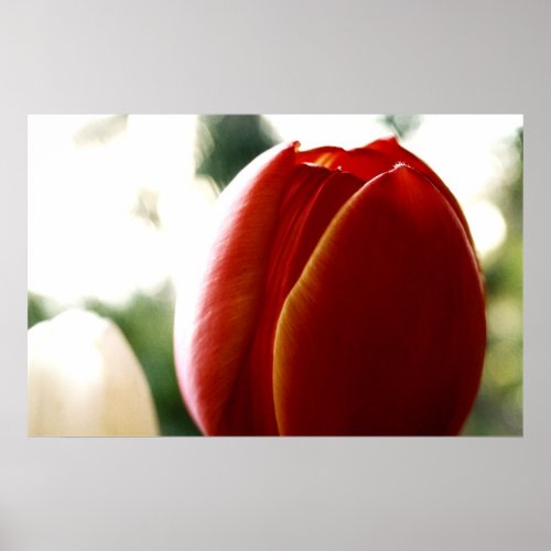 LoneRed Tulip Poster