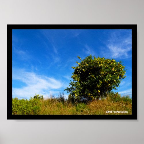 Lonesome Mandarin Tree Poster