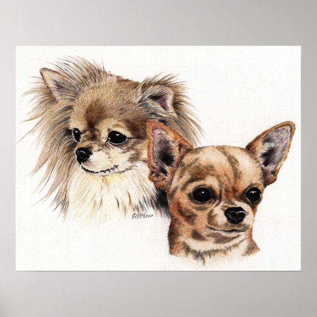 Long and smooth coat Chihuahuas Poster (Front)