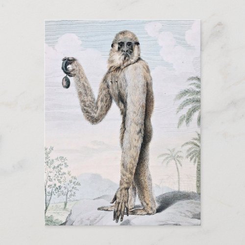 Long Armed Gibbon Ape Art Postcard