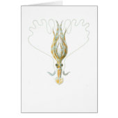 Long-armed Squid (Front)