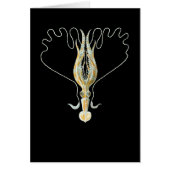 Long-armed Squid (Front)