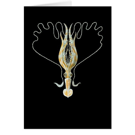 Long-armed Squid (Front)