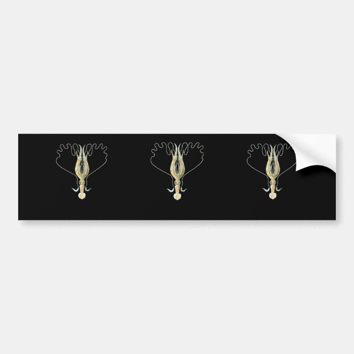 Long armed Squid Bumper Sticker