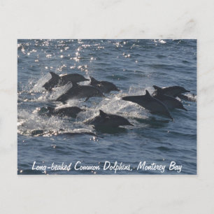 Long-beaked Common Dolphins Postcard