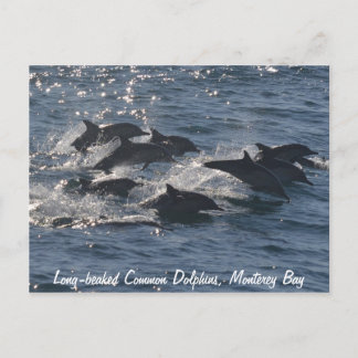 Long-beaked Common Dolphins Postcard