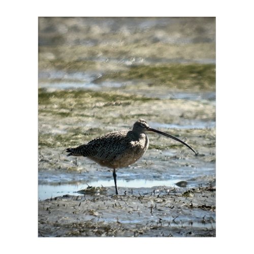 Long_billed Curlew Acrylic Print