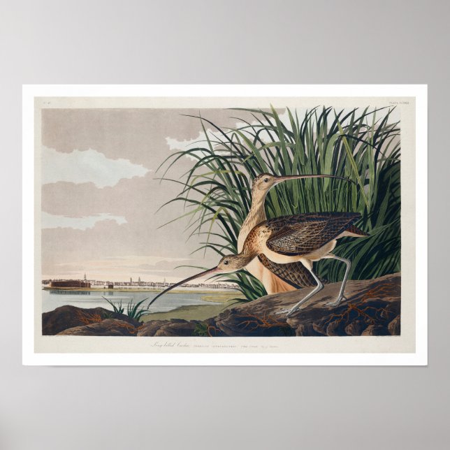 Long-billed Curlew by Audubon Poster (Front)