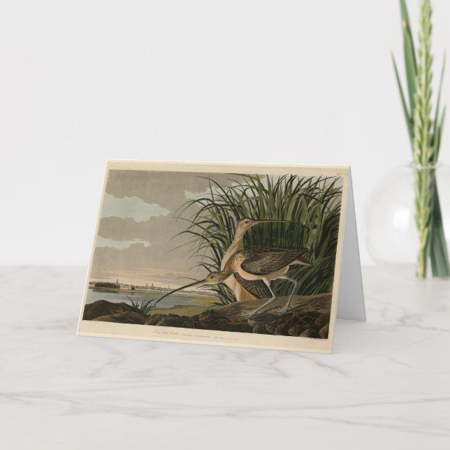Long-billed Curlew from Audubon's Birds of America Card (Front)