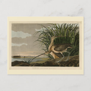 Long-billed Curlew from Audubon's Birds of America Postcard