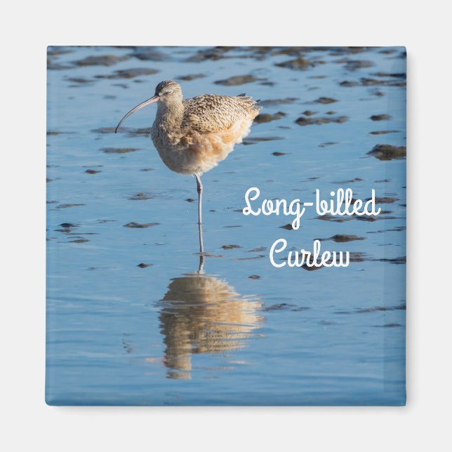 Long-billed Curlew Magnet (Front)