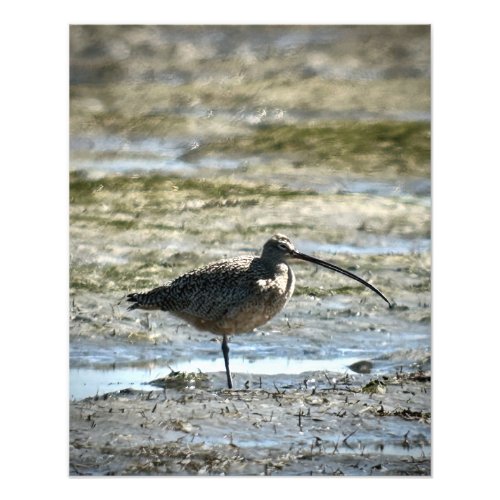 Long_billed Curlew Photo Print