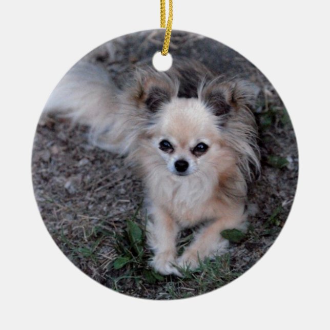 Long Coat Chihuahua Ceramic Ornament (Front)