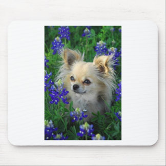 Long Coat Chihuahua in Blue Bonnets Mouse Pad
