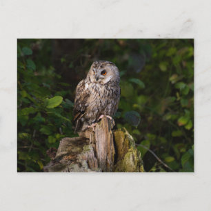 Long-eared Owl between leaves Postcard