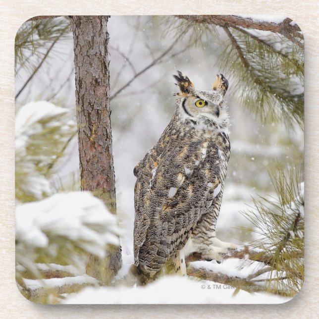 Long eared owl beverage coaster (Front)
