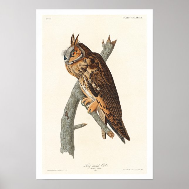 Long-eared Owl by Audubon Poster (Front)