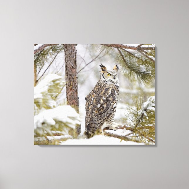 Long eared owl canvas print (Front)