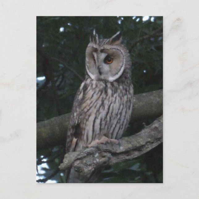 Long-eared Owl Close up DIY Postcard (Front)
