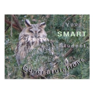 Long-eared Owl Congratulations Postcard