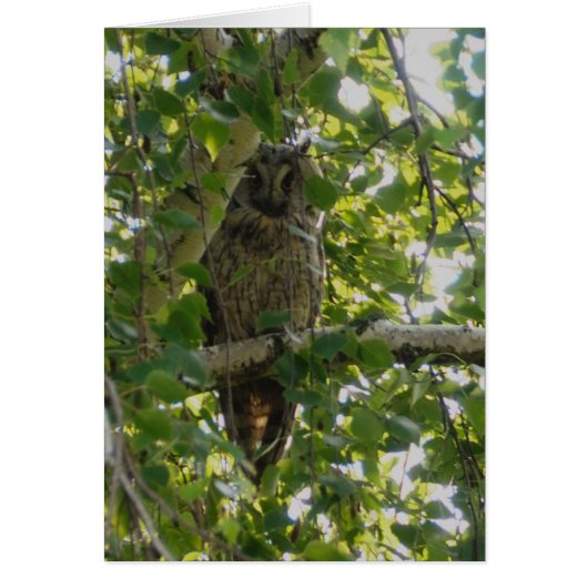 Long eared owl in tree - asio otus cards (Front)