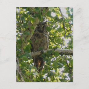 Long eared owl in tree - asio otus postcard