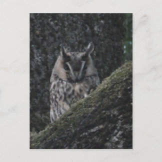Long-eared Owl in Tree Close up DIY Postcard