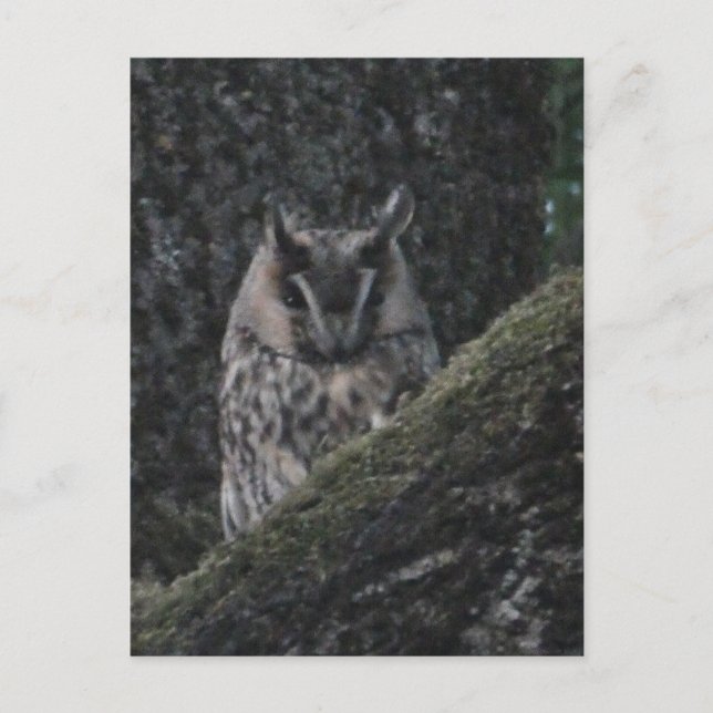 Long-eared Owl in Tree Close up DIY Postcard (Front)
