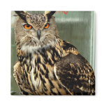 Long Eared Owl Magnet