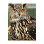 Long Eared Owl Postcard