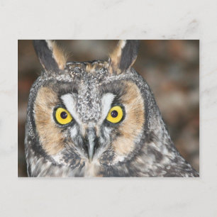 Long-eared Owl Postcard