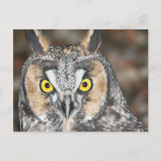 Long-eared Owl Postcard (Front)