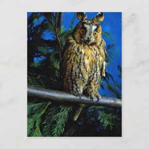 Long-eared owl postcard
