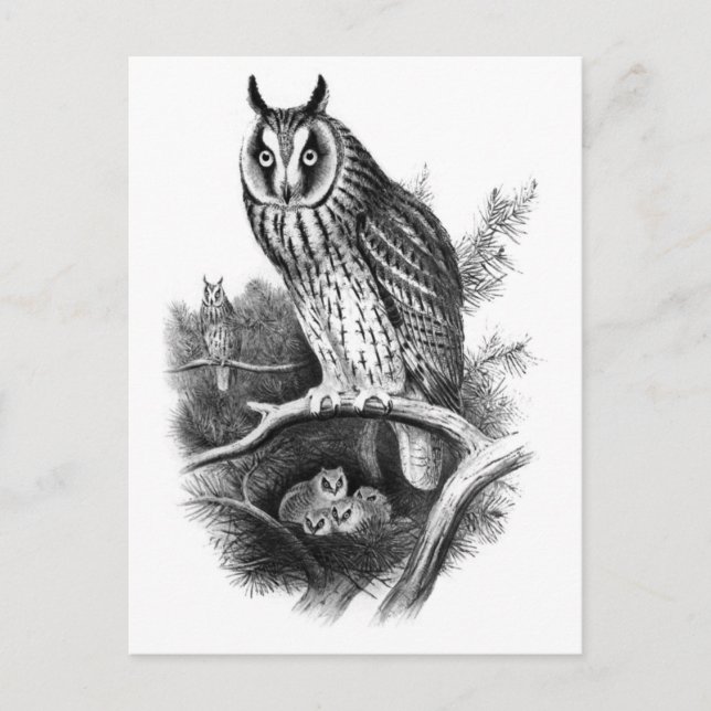 Long-eared Owl Sketch Postcard (Front)
