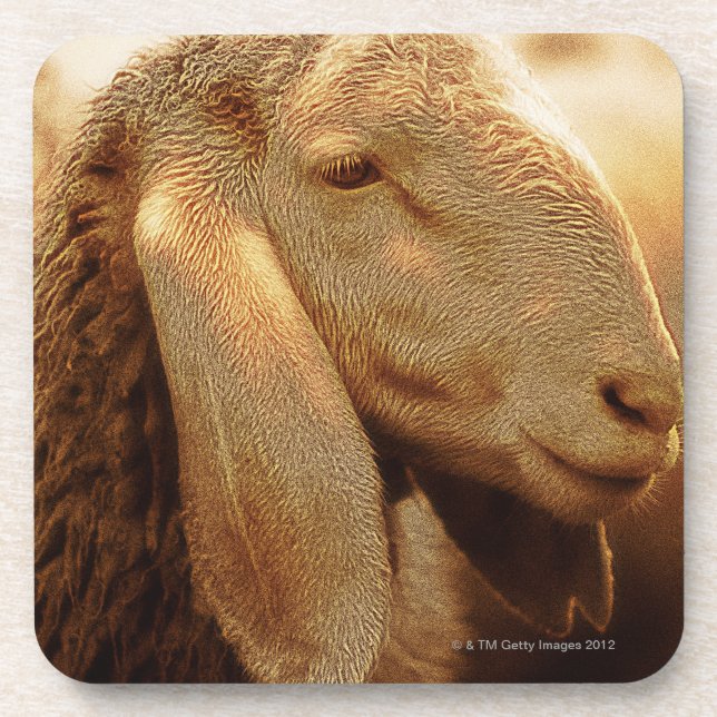 Long Eared Sheep Dolomites, Italy Coaster (Front)