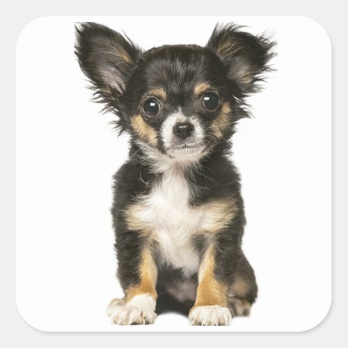 Long Hair Chihuahua Puppy Dog _ Black Brown White Square Sticker