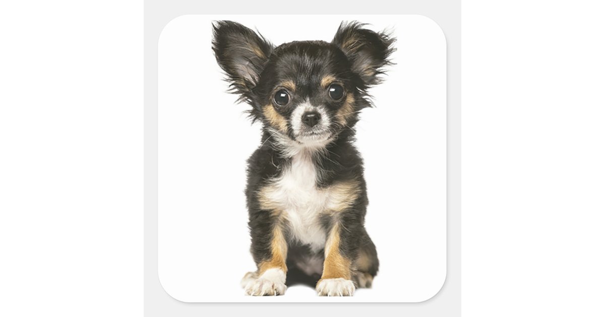 Long Hair Chihuahua Puppy Dog - Black Brown White Square Sticker | Zazzle