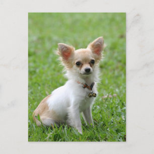Long Hair Chihuahua Puppy Dog Post Card