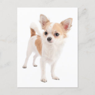 Long Hair Chihuahua Puppy Dog Post Card