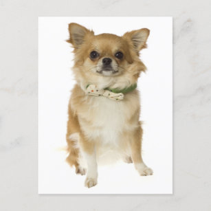 Long Hair Chihuahua Puppy Dog Post Card