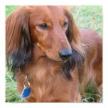Long Hair Dachshund Print