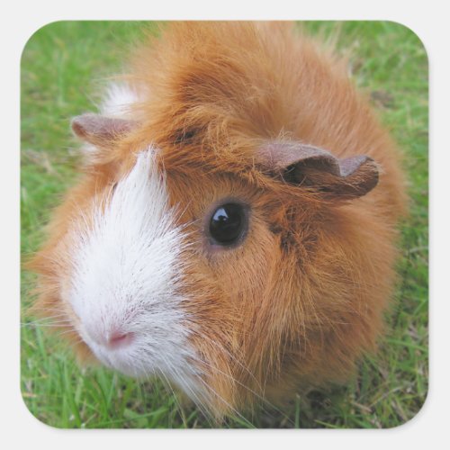 Long Hair Red and White Guinea Pig Face Closeup Square Sticker