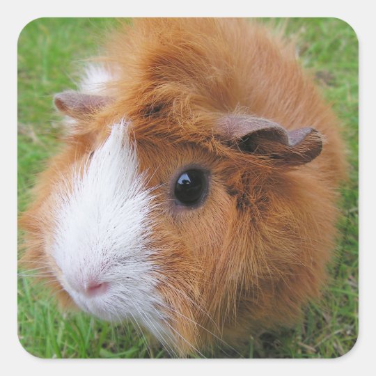 Long Hair Red And White Guinea Pig Face Closeup Square Sticker