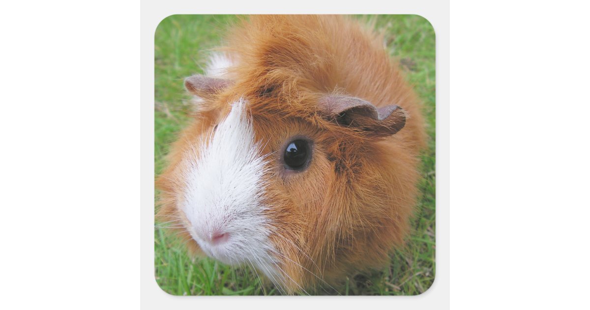 Long Hair Red And White Guinea Pig Face Closeup Square Sticker