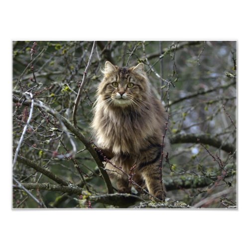 Long_hair Tabby Cat Animal Pet Photo Print