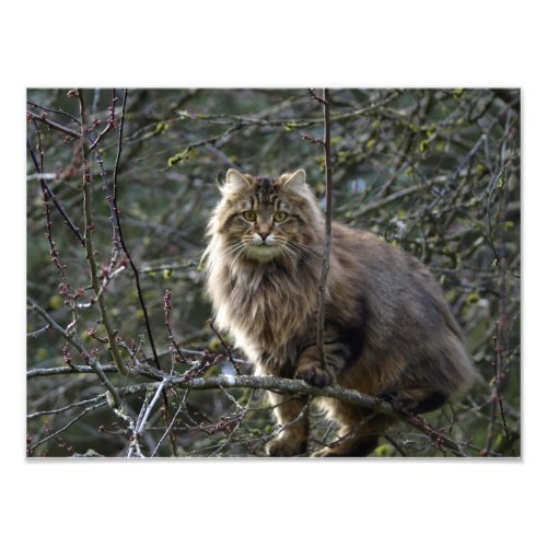 Long_hair Tabby Cat Animal Pet Photo Print