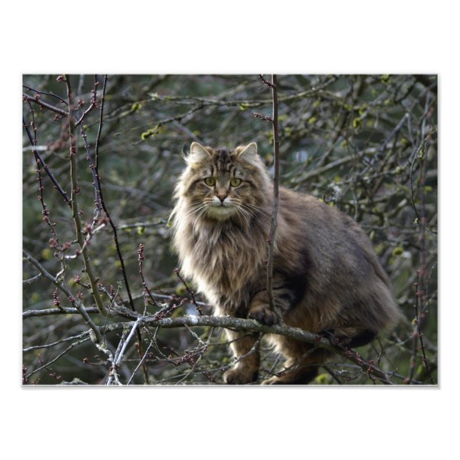 Long-hair Tabby Cat Animal Pet Photo Print (Front)