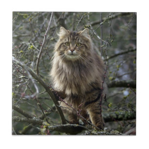 Long-hair Tabby Cat Animal Pet Tile