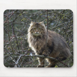 Long-hair Tabby Cat Mousepad